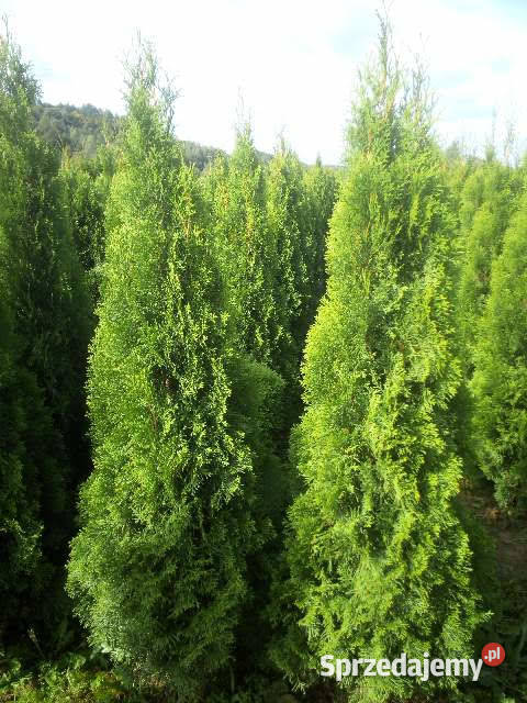 Tuja szmaragd tuje thuja szmaragdowa na żywopłot mazowieckie Zielonka