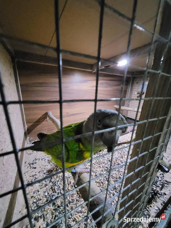 Afrykanka żółtobrzucha senegalka 2023r samica Ulanica