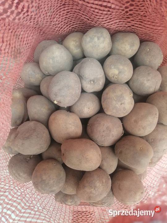 Ziemniaki sadzeniaki żółte Vineta lubelskie Ornatowice