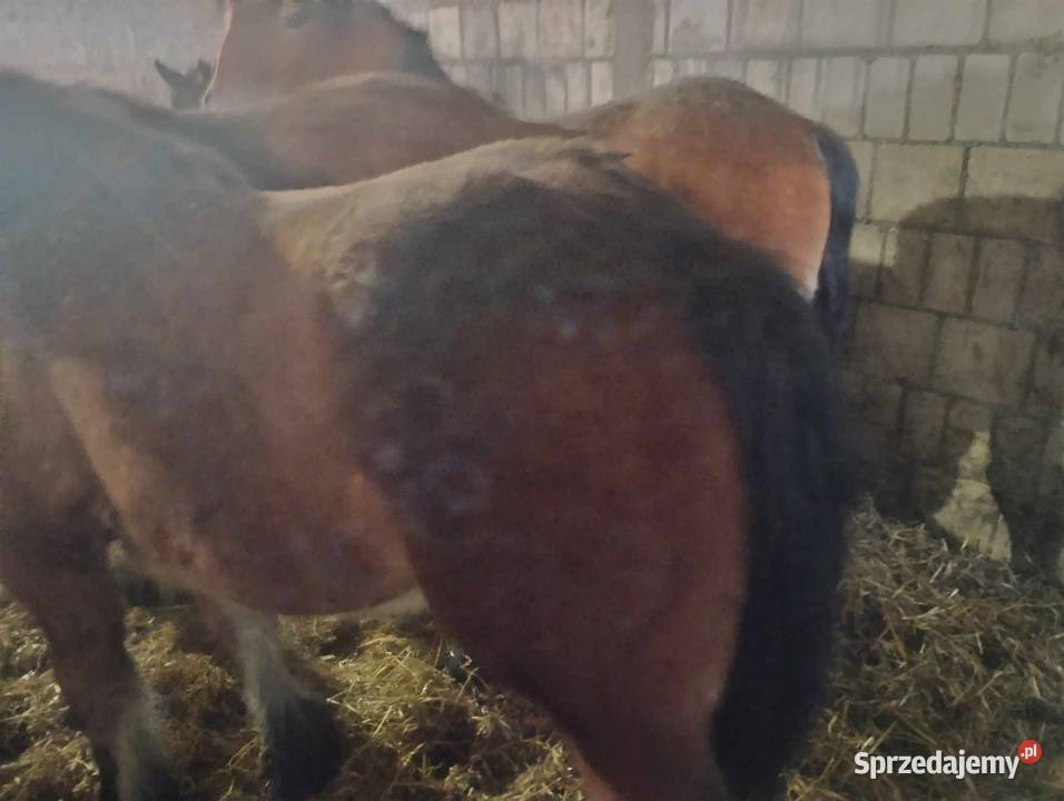 Źrebice zimnokrwiste i źrebak Krasew