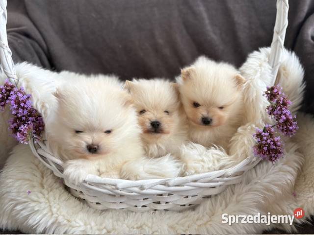 SZPIC MINIATUROWY POMERANIAN PIĘKNE PUCHATE Szpic miniaturowy Warszawa