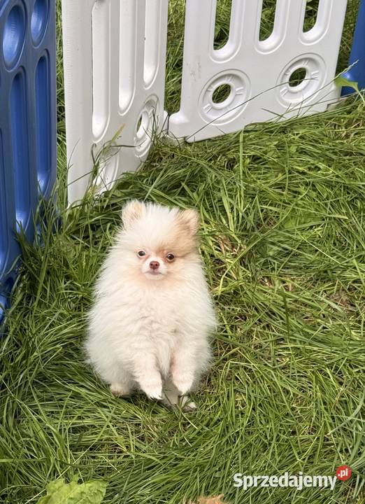 Szpic miniaturowy pomeranian śląskie