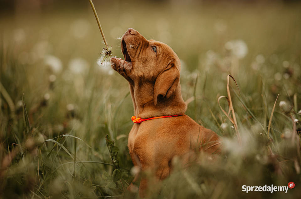 Szczenię Wyżeł Węgierski rodowód metryka ZKWPFCI Gdańsk sprzedam