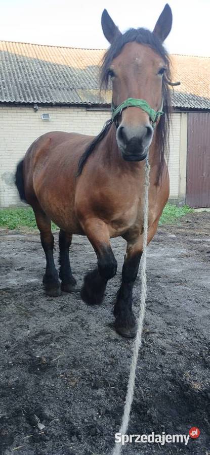 Sprzedam klacz zrebno ze źrebakiem Konie