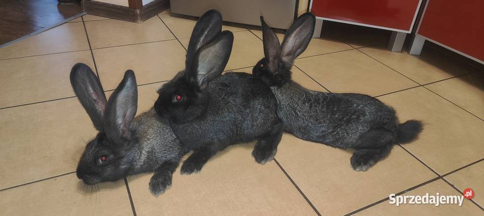 Olbrzym belgijski żelazisty Górki