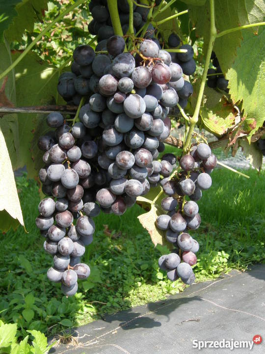 Sadzonki winorośli winogron winnica Kraków Nieznanowice