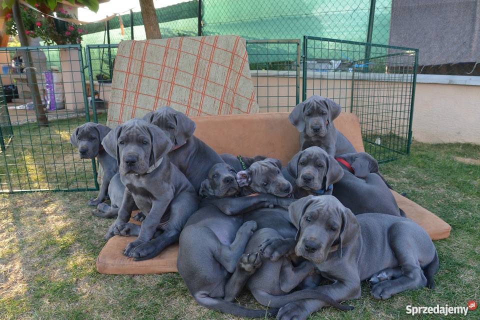 Dog Niemiecki błękitne Katowice