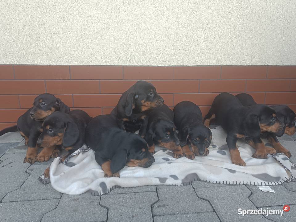 Szczeniaki gończy polski Limanowa