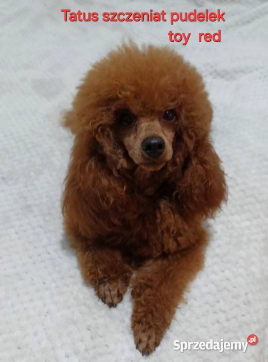 Suczka Maltipoo gotowa na walentynki sprzedam