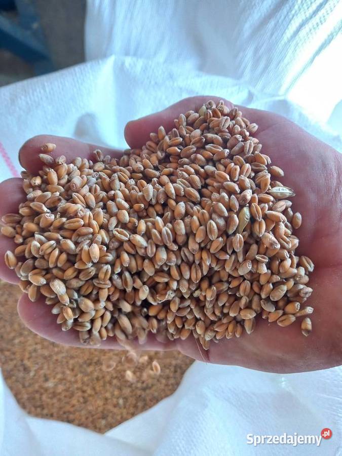 Pszenica ozima czyszczona Iwaniska