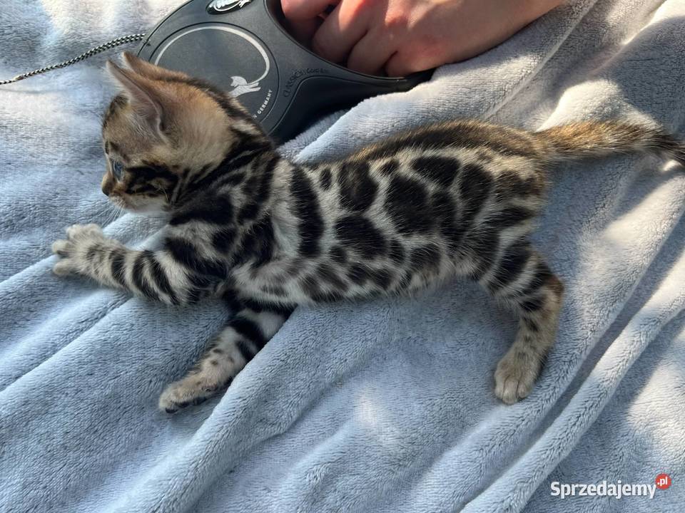 Kociaki bengalskie FPLFIFe Gostyń sprzedam
