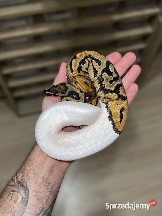 Pyton królewski Enchi YB Pied het Clown Poznań sprzedam