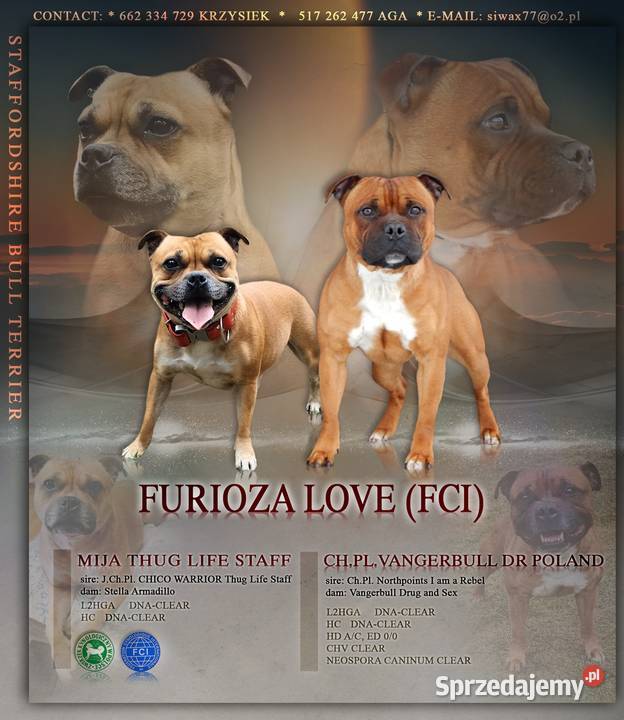 Staffik Staffordshire Bull terrier Łódź