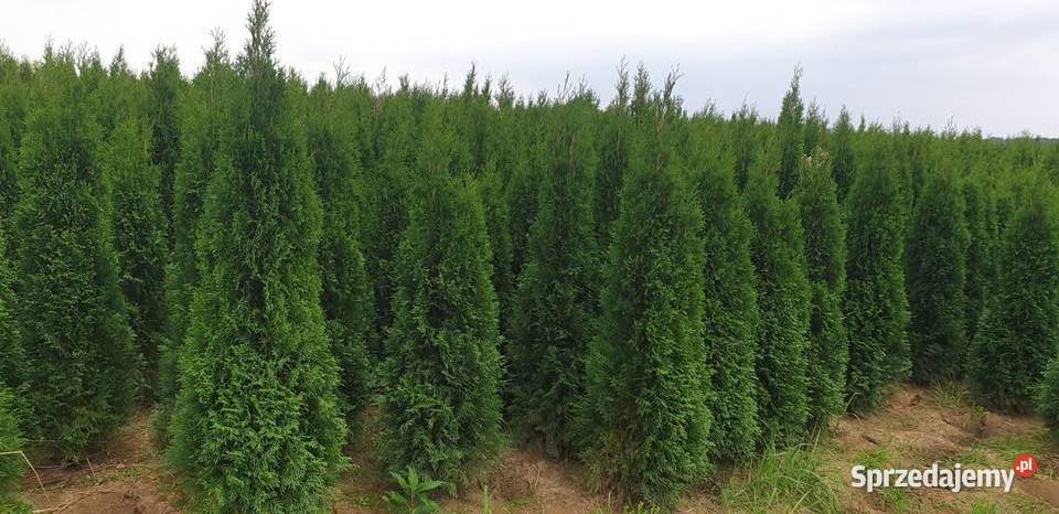 Tuja szmaragd 140 150 Kraków Kocmyrzów
