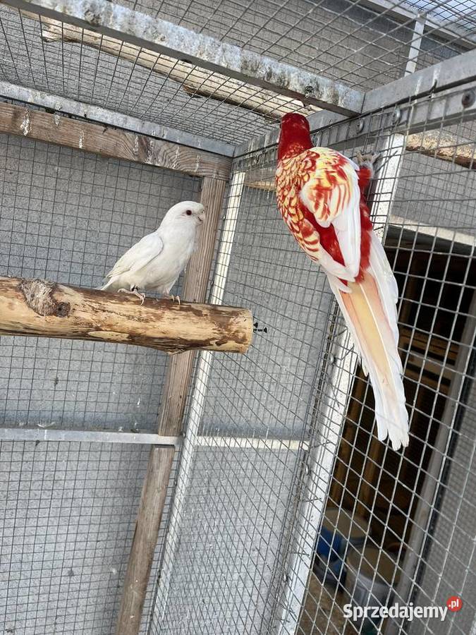 Rozelle królewskie 2025r Ptaki śląskie Sośnicowice sprzedam