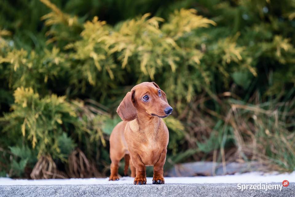 Jamnik Miniaturowy piesek FCI Poznań