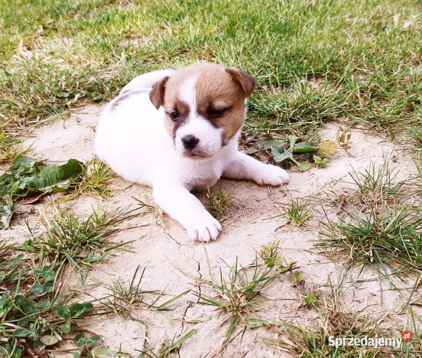 Jack Russell terrier Jack Russell Terrier