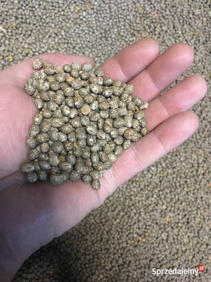 Łubin słodki Pozostałe mazowieckie Węgrów