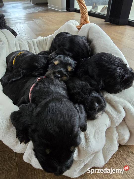 Cocker Spaniel Angielski sprzedam