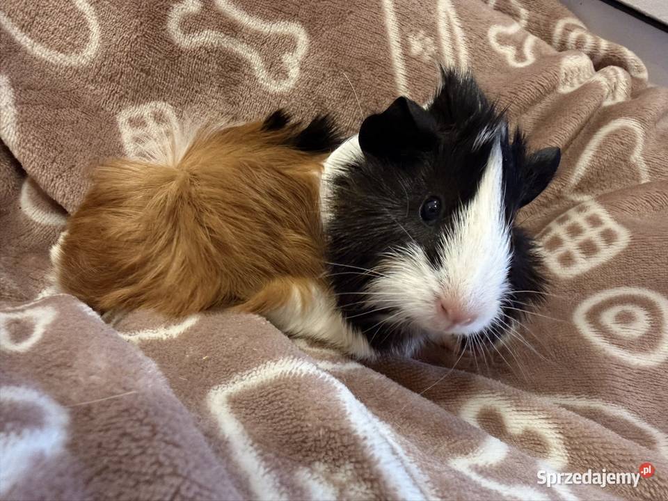 świnka morska cavia domowa SAMIEC Koszyce Wielkie