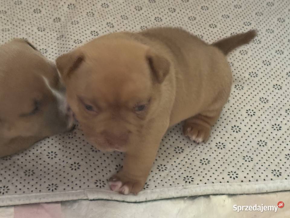 Wyjatkowe American Bully pocketmicro ABKC Show Głogów