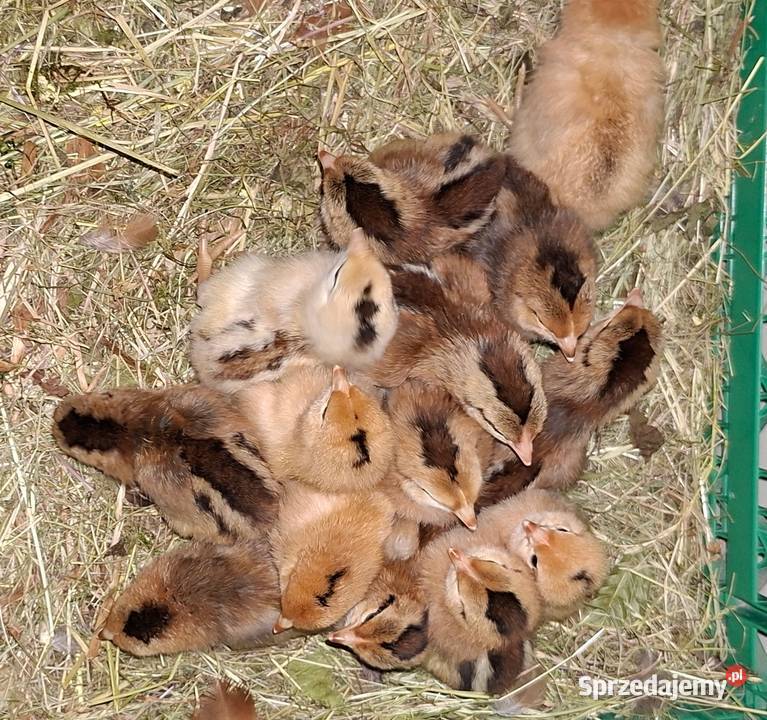 Do sprzedania kwoka z 14 toma młodymi kurczakami Morąg