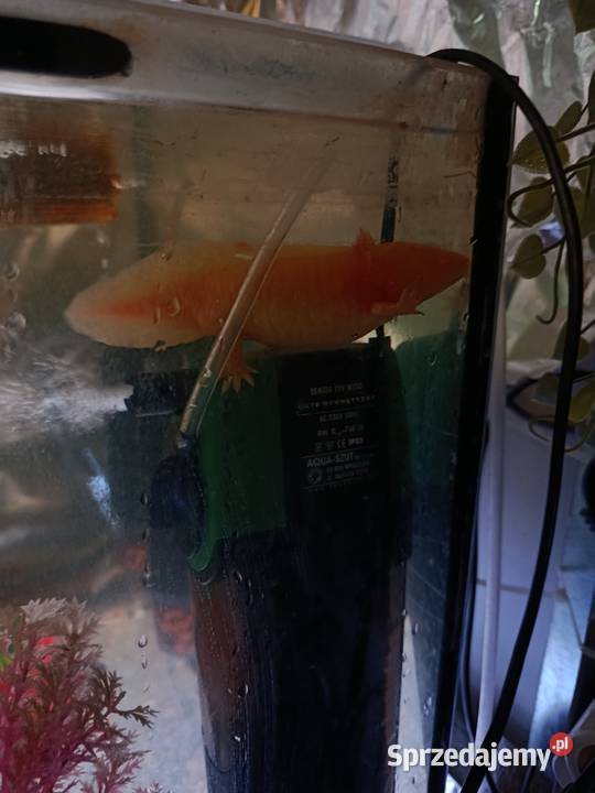 Legwan zielony samica gady płazy ryby rośliny Poznań