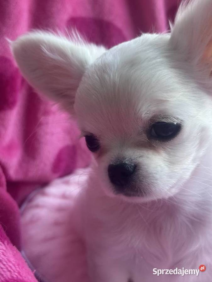 Chihuahua długowłosy z doskonałym rodowodem Białystok