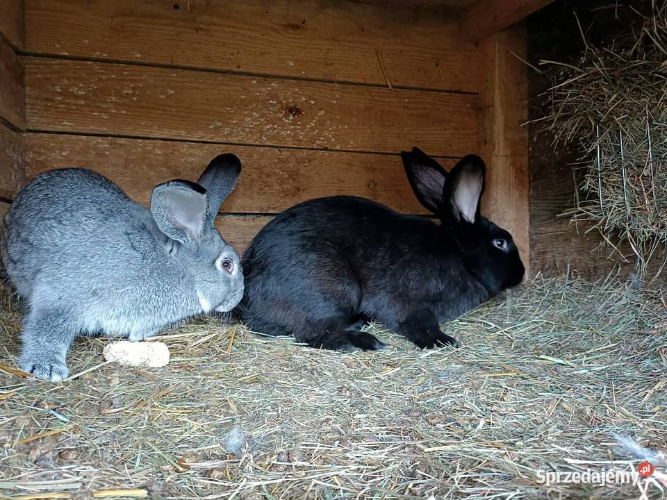 Króliki samce i samice lubelskie Tuczna