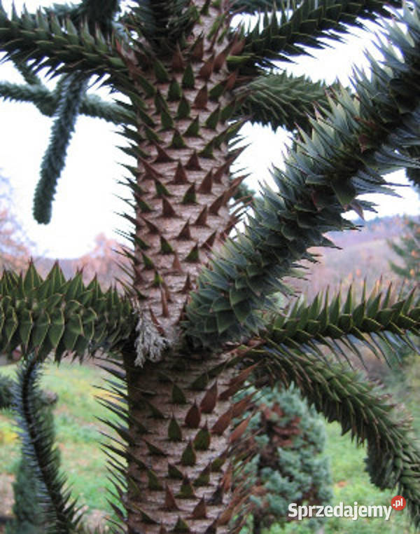 ARAUKARIA CHILIJSKA Araucaria araucanaNASIONA 50 Nasiona Lubanie