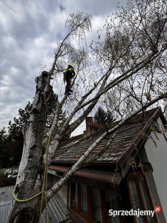 Wycinka drzew przycinanie żywopłotu wywóz gałęzi
