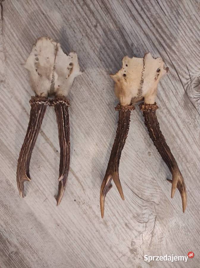 Poroza parostki sprzedam Częstochowa