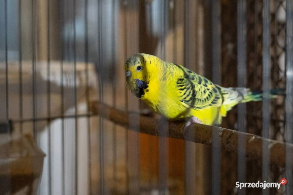 Para Papużki faliste Texas Zółte podkarpackie