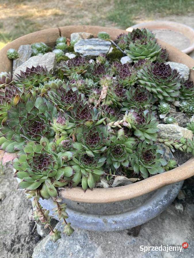 Zestaw roślin na skalniak 100 sztuk mix gatunków Lublin