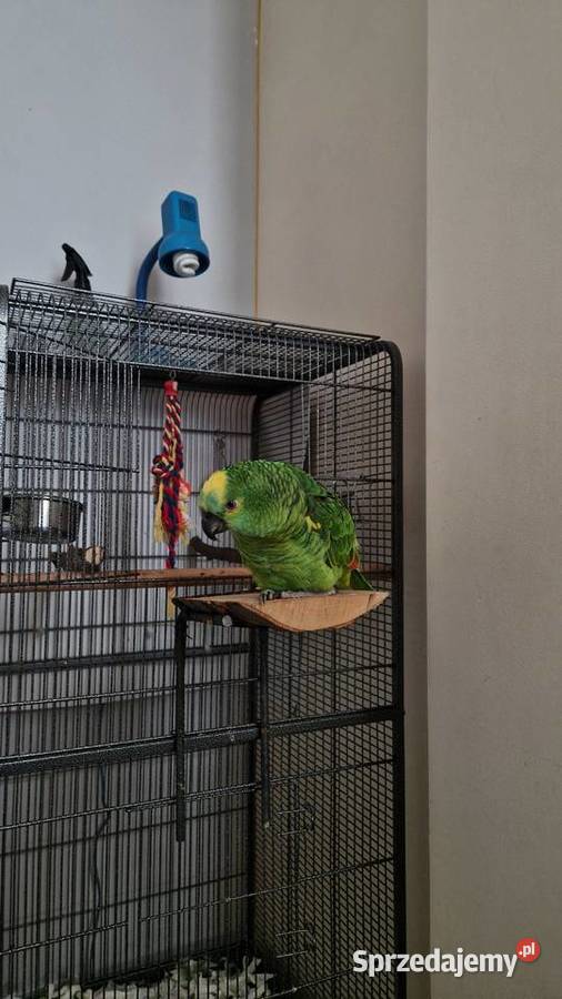 Sprzedam papugę Amazonka niebięskoczęlna Gliwice