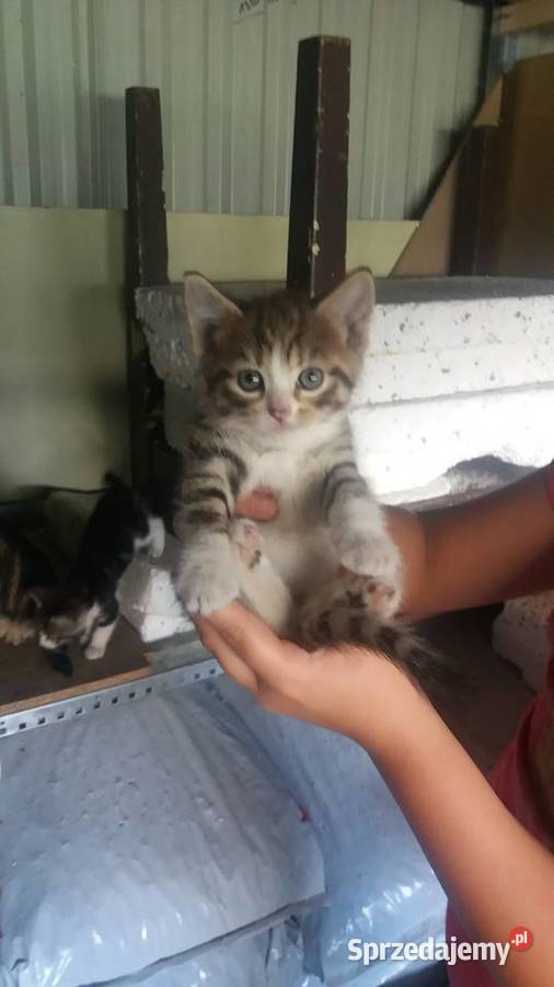 Kotki kocurki kociaki kotka koty Tczew