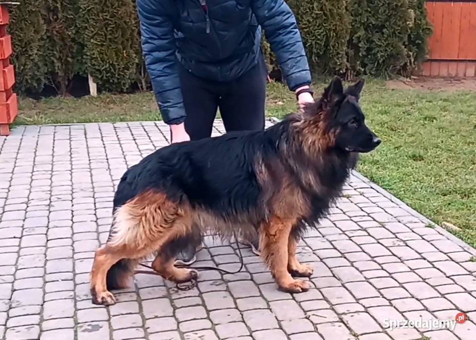 Owczarek niemiecki długowłosy ZKwP FCI kujawsko-pomorskie Tuchola
