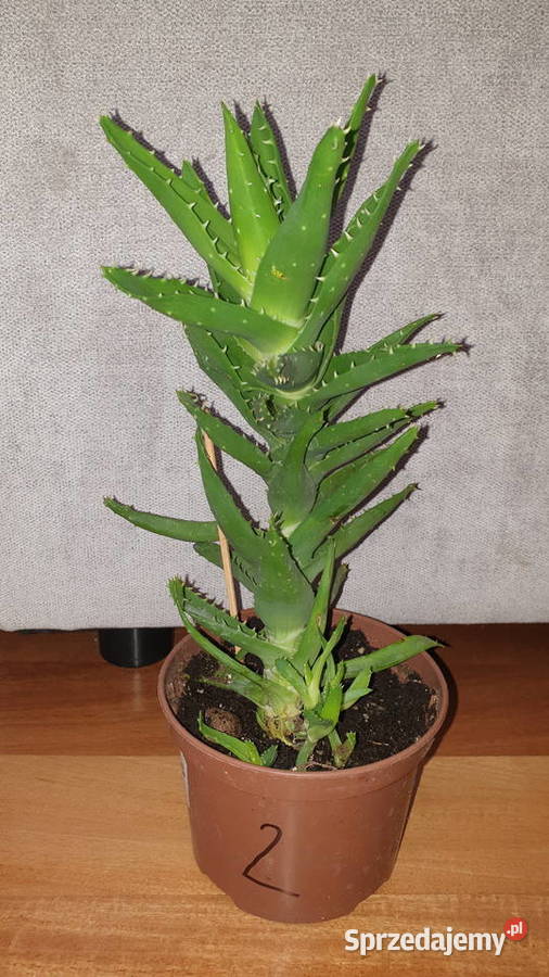 Aloes 2 roślina rosnąca wysokość 32 Warszawa sprzedam