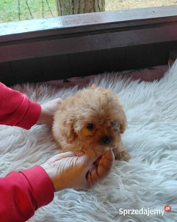 Cavapoo maleńka suczka mazowieckie Wyszków