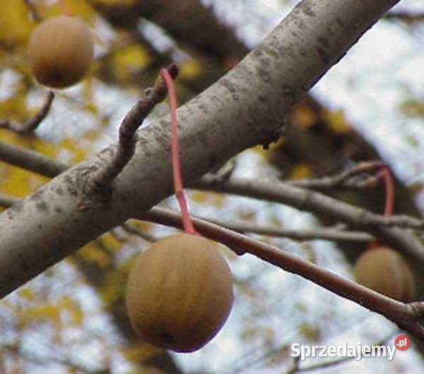 DAWIDIA CHIŃSKA Davidia involucrata NASIONA 2 Lubanie