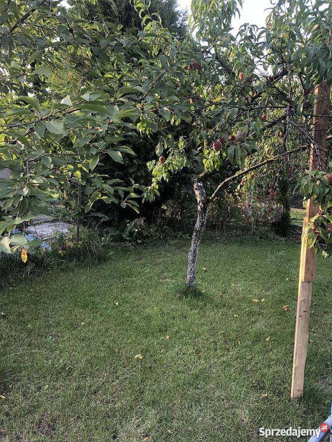 Ogródek działkowy Żory