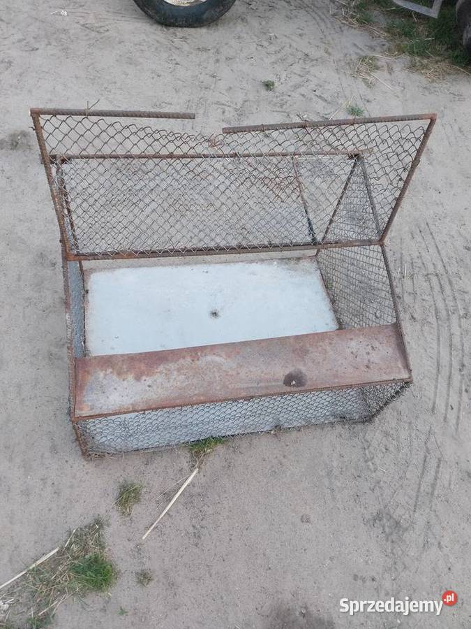 Wylot golebikrata Krzywda