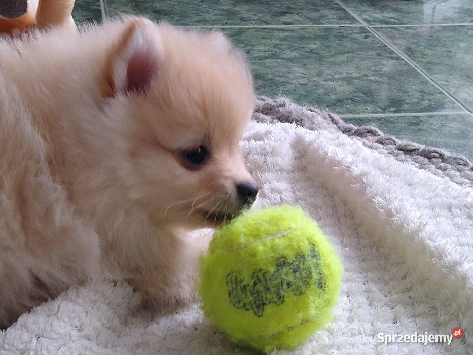 Izzy sunia szpica miniaturowego na sprzedaż Łódź