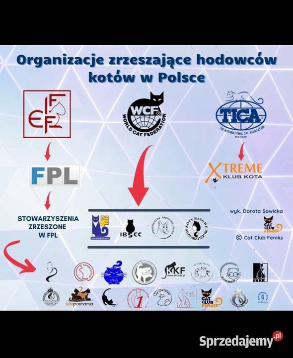 Kocurek Neva Masquerade Kępno