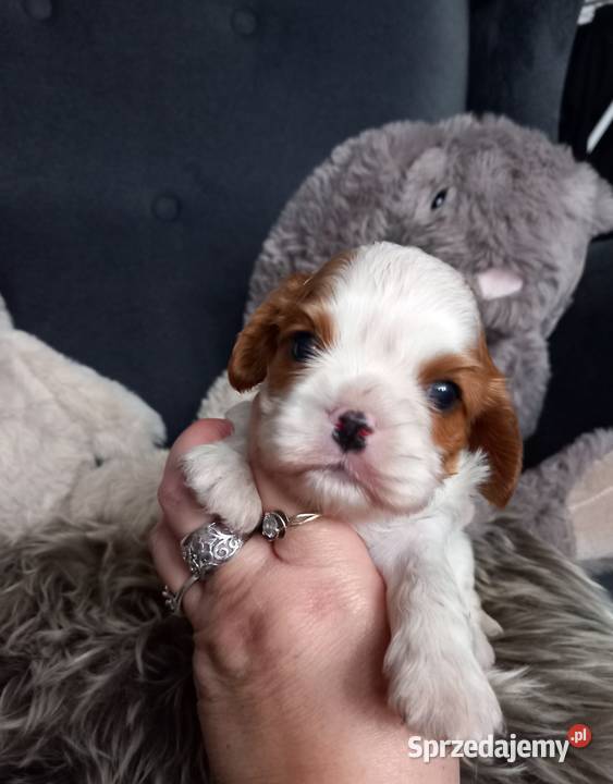 Cavalier King Charles Spaniel Cavalier King Charles Spaniel Strzelce Opolskie
