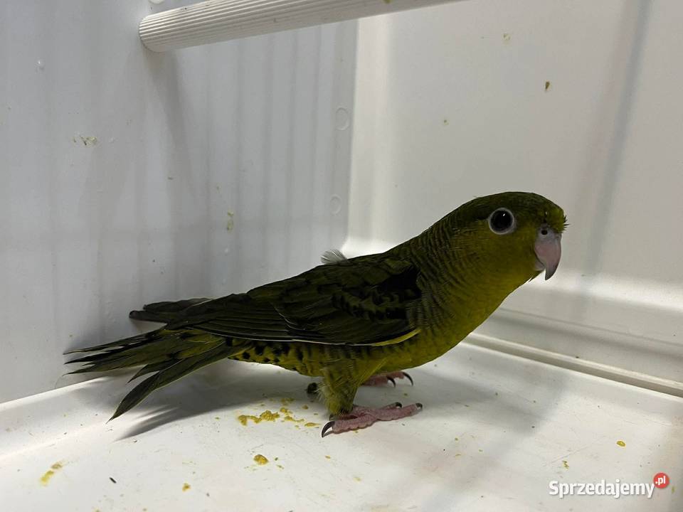 Stokówki Prążkowane Katarzynki Przeworsk