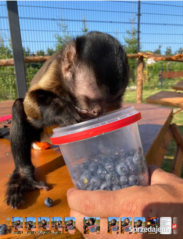 Kapucynka czubata kawaler szuka domu zachodniopomorskie