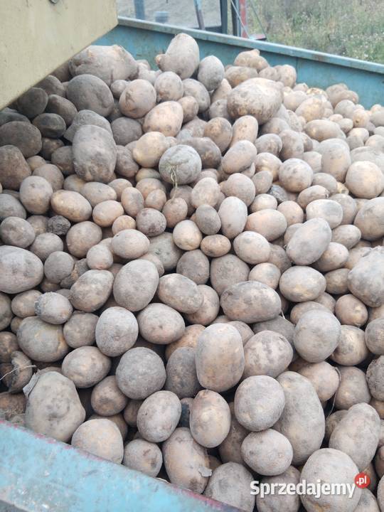 Ziemniaki Ludwin sprzedam