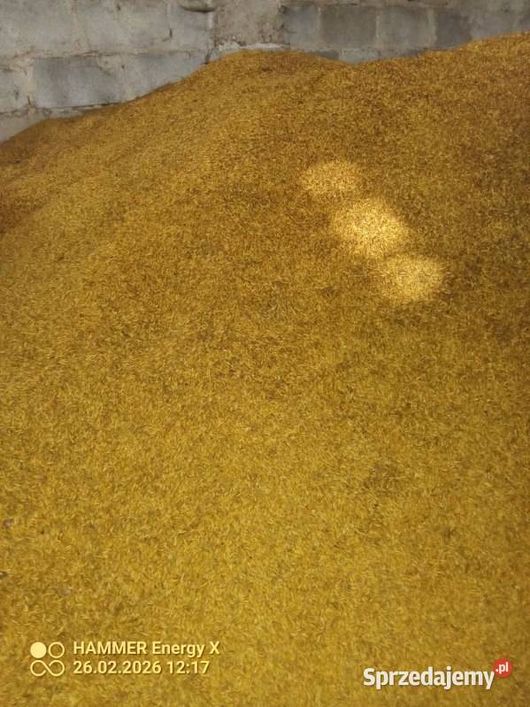 Sprzedam owies Rambo Rębiechowo sprzedam