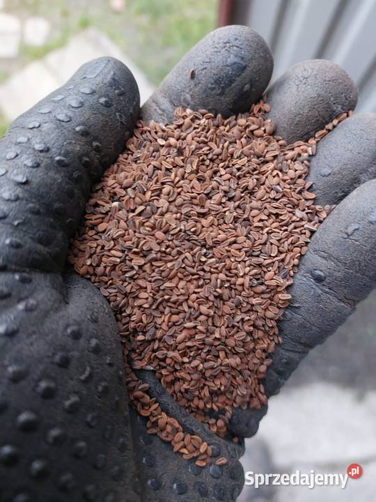 Mieszanka Obszary z roślinami miododajnymi lubelskie Puławy sprzedam